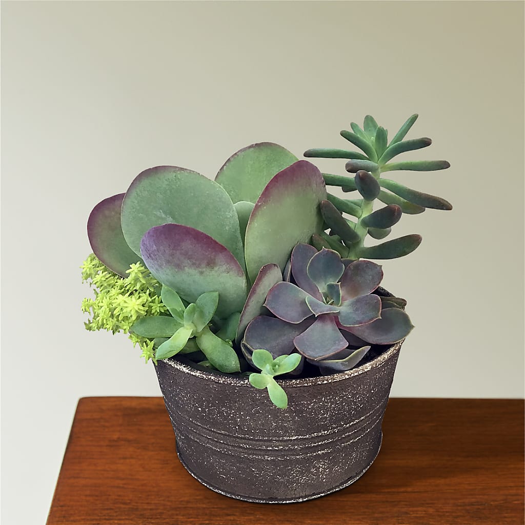 succulent arrangement gift Lush Succulent Garden – flower arrangement | Ashland, MA